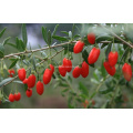 Ningxia Goji Berry (0003)